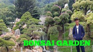 BONSAI GARDEN  BONSAI LOVERS,,,, BONSAI TREES