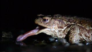 Toad tries to eat mosquitos.