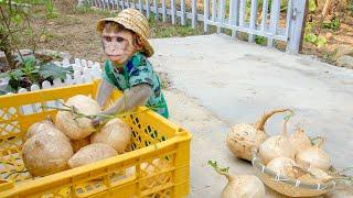 Monkey MiMi Works Hard Cleaning and Finds Jicama to Ease Her Hunger