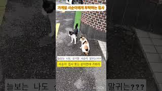 볼수록 신기한 개냥이사순#재미로고양이 #고양이 #cat #길냥이 #개냥이