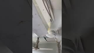 Very noisy MCFA36 ceiling fan 2024 remake