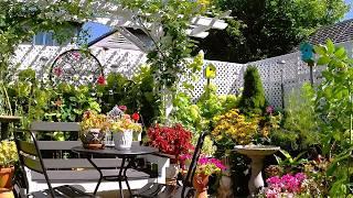 END OF SUMMER RELAXING TINY GARDEN TOUR | FLOWERS PLANTS & BIRDS  #garden #gardening   #flowers #new