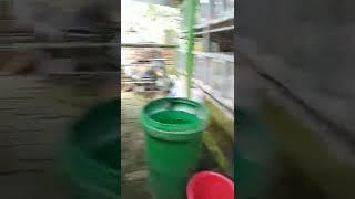 lagi ke mini agro niih...kelincinya pada nyaman di rumah #tiktok #kelinci #miniagro #jalanjalan