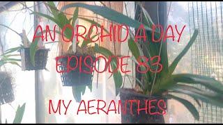 #AERANTHES AN ORCHID A DAY: EPISODE 83. A LOOK AT MY AERANTHES