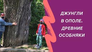 Джунгли в Ополе. Прогулки в Польше