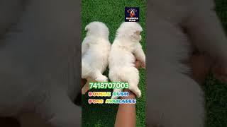 #POMS #CUTE #PUREWHITE #Kjoshva vlog #7418707003