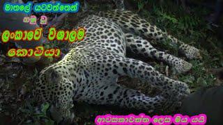 The largest leopard found in Sri Lanka / wild animal