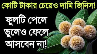 কোটি টাকার চেয়েও বেশি দামি এই ফুল || ফুলটি কোথাও পেলে ভুলেও ফেলে রেখে আসবেন না || সব রোগের যম এটি!