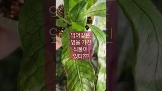 다 최애래.. 아무튼 최애 고사리! 악어고사리 #shrots #쇼츠 #식물 #plants #힐링 #베란다정원 #고사리