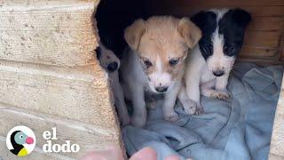 Rescate de tres perritos abandonados en una caja son rescatados | El Dodo