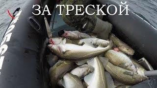 ТРЕСКА ИДЁТ ПОЛНЫМ ХОДОМ / COD IS IN FULL SWING