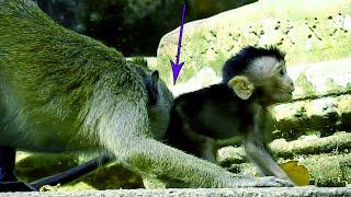 OMG!Baby Monkey Delena Feel So Sad & angry with Kari,Blocking Her Not Let Meet Mom