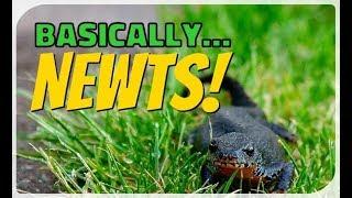 Basically... Newts!