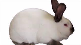 ALTEX Rabbit Breed History   Part 1