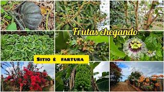 TOUR PELO SÍTIO - tem fartura chegando//nosso açude está baixando e  mostrando as plantações