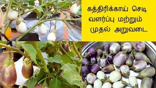 மாடி தோட்டம் கத்திரிக்காய் வளர்ப்பு || kathirikai valarpu in Tamil || Brinjal growing in pots