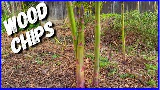 Best Way to Grow Asparagus (UC 157 F1)