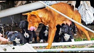 Puppies Rescued from Under Bombed Out Trailer while 20 Thousand Dogs on San Antonio Streets