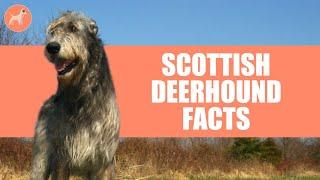 Scottish Deerhound Dog Breed: 5 Amazing Facts You Must Know