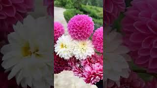 A collection of different types of dahlia flowers.||Colourfull dahlia collection.