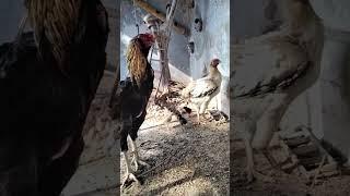 fighting cock and hen