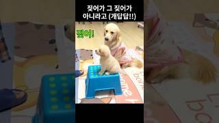 "그 짖어가 아니야!" 짖어를 가르치다 강아지가 되어버린 견주..