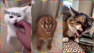 Angry Cats Compilation | Cat Hissing Compilation | Animals #49