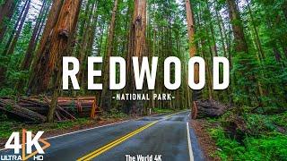 Redwood National Park 4K Ultra HD • Stunning Footage, Scenic Relaxation Film with Calming Music