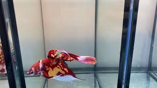 SOLD! Super rare! Candy Koi Butterfly (M2) Veiltail Male @ Züri-Betta