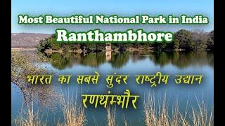 Ranthambore National Park Safari | The Complete Travel Guide