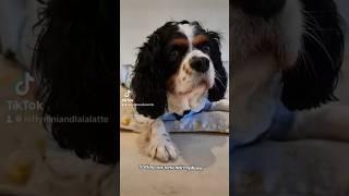 My dog test our new microphone #asrm  #cavalierkingcharles #funnypets