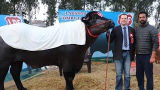 Ajj di video all india champion bull #MODI# lakshmi dairy farm