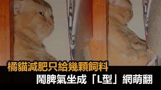 吃不飽！橘貓減肥只有幾顆飼料　鬧脾氣坐成「L型」塞滿角落網萌翻－民視新聞