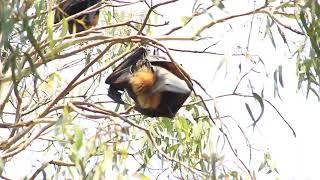 Grey-headed flying fox - Pteropus poliocephalus - Melbourne