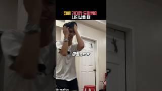 집에 거대한 도마뱀이 나타났을 때 #유머 #동물 #도마뱀