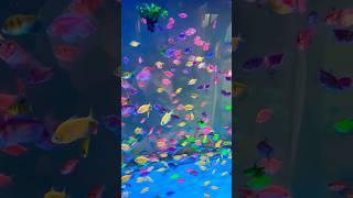glow tetra fish || tetra fish tank set up #fish  #aquarium #viral #shorts