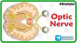 Optic Nerve Anatomy Animation : Components, Visual Pathway and Clinical anatomy