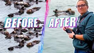 The Mysterious Disappearance of Oregon's Sea Otters