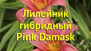 Лилейник гибридный Пинк Дамаск. Краткий обзор, описание hemerocallis hybrida Pink Damask