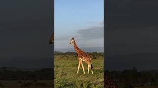 The ultimate 24-day African camping adventure thorough Kenya, Tanzania, and Uganda! 