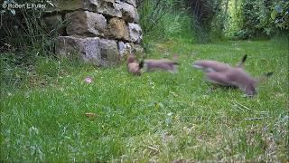 This Short Clip of Stoat Babies Out With Their Mum is Adorable | Discover Wildlife | Robert E Fuller