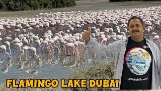 Flamingo lakes dubai