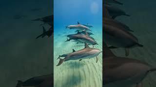 Dolphin Gangs Are Smarter—and Scarier—Than You Think‼️ #animalfacts #facts #animalshorts #dolphin