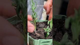 ¡Cómo enraizar esquejes! (How to root plants cuttings!)