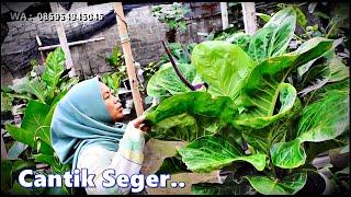 Banyak Stok Tanhis Cantik2 Seger2 Mumer Sehat Santosa