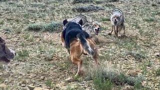 Decoy Doggin with Wyoming Predator Hunts LLC 2024 Vehla larka Youtuber