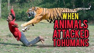 Moments of Animal Attacks on Humans: A Shocking Compilation