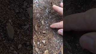 HUGE! Gold Nugget Dig in Southern Arizona