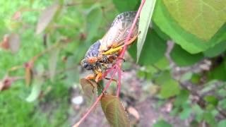 Close Up Of A Cicada - Climbing Along a Twig - Brood II Periodical Cicadas - NJ - HD