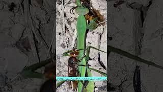 أغرب مشهد ممكن تشوفه ، فرس النبي والدبور ! سبحان الله | The mantis and the strangest video you see